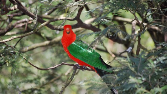 Papageien: Intelligent und bunt