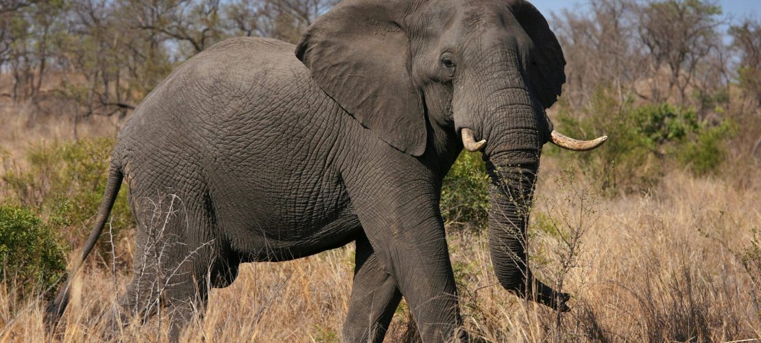 So helfen Elefanten anderen Tieren
