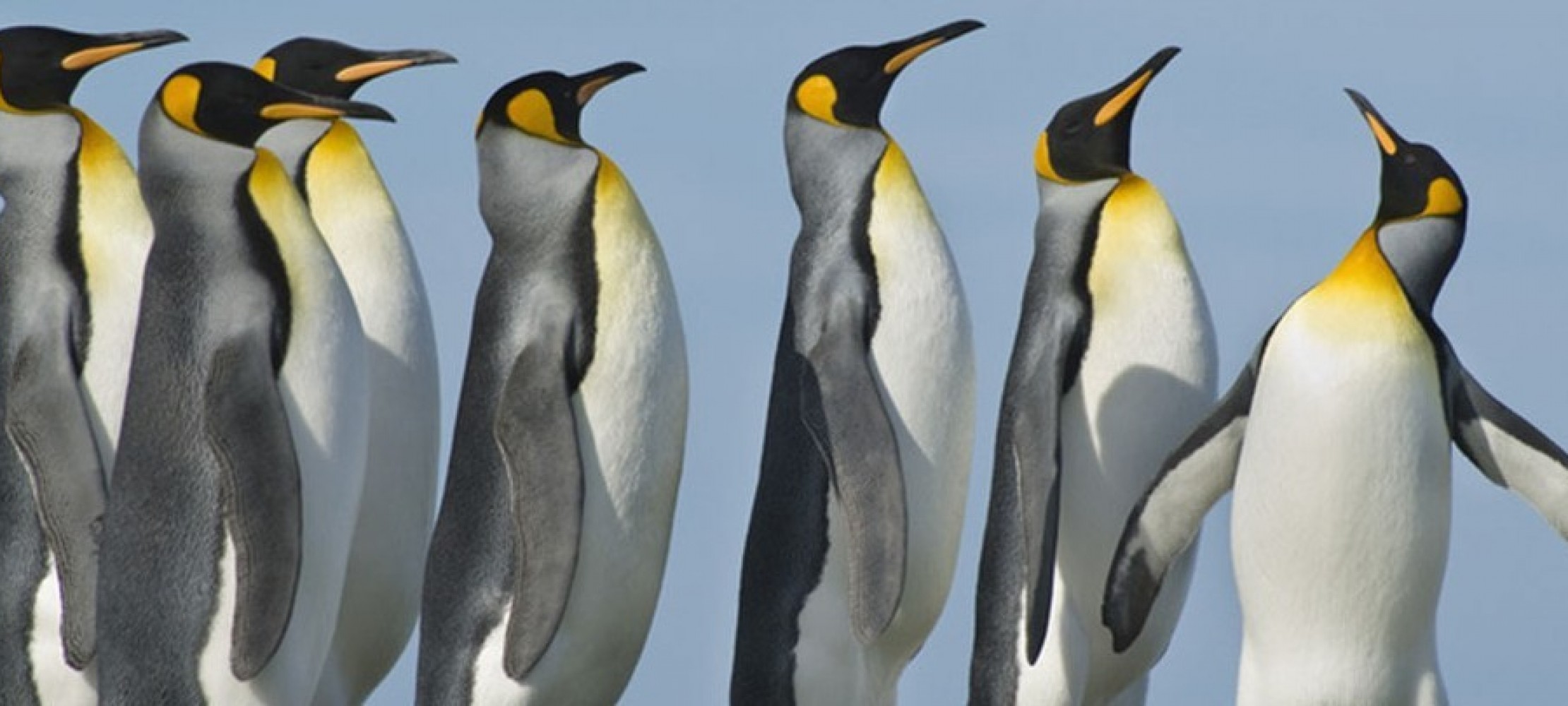 pinguine kennenlernen
