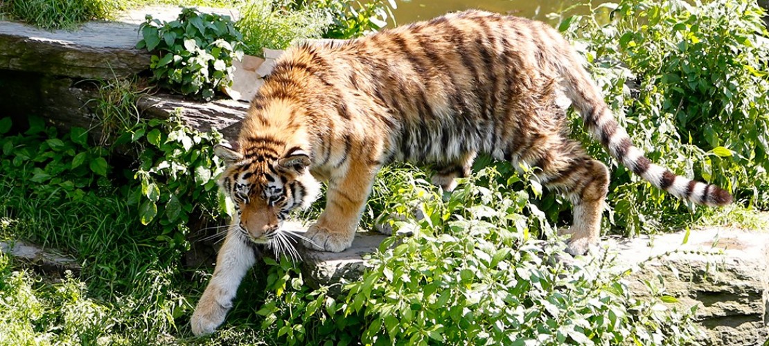 Mehr Tiger sollen in Freiheit leben