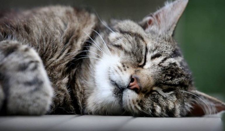 Sind Katzen eigentlich kitzelig?