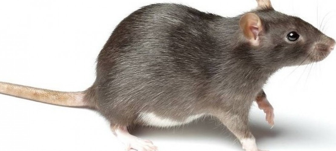 Haustier-Serie: Die Ratte