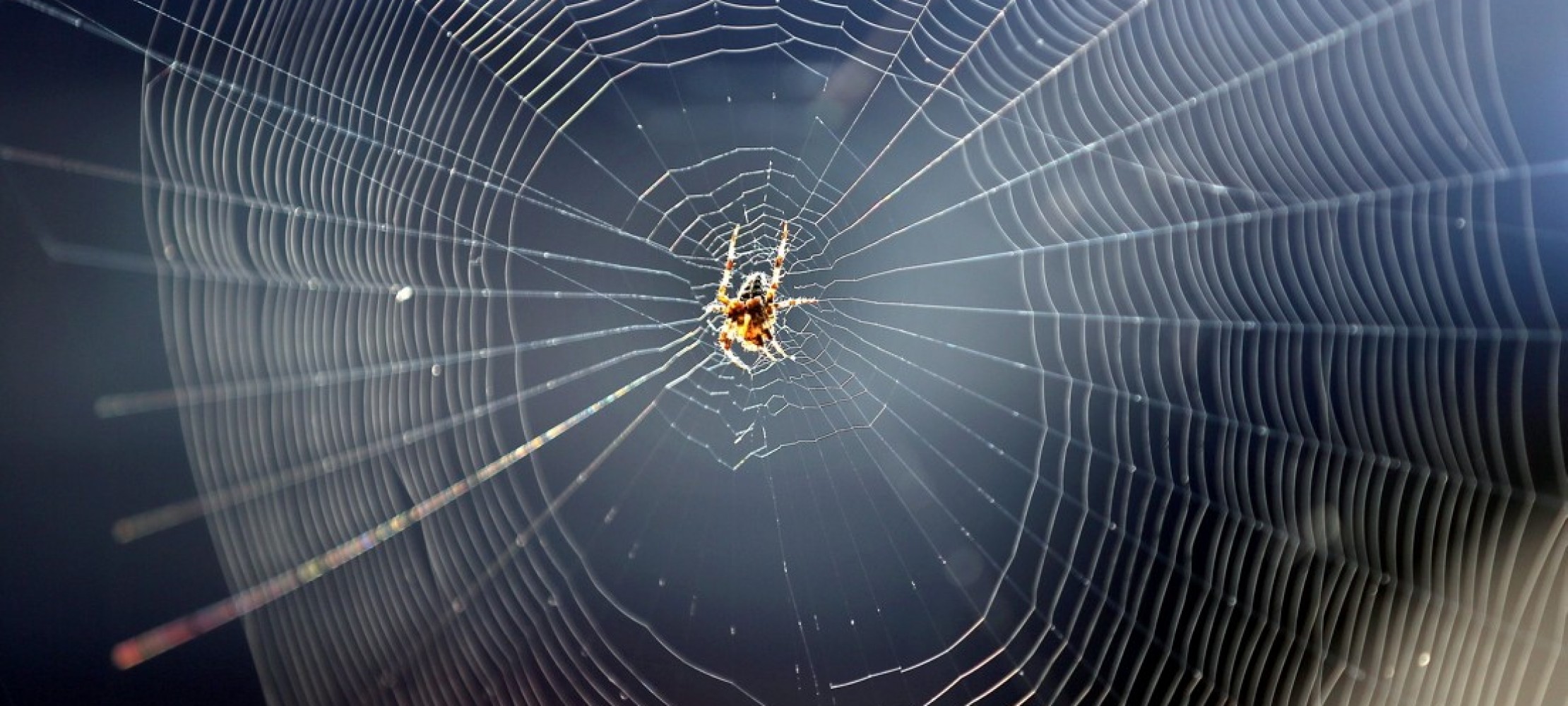 kennenlernen spinnennetz)