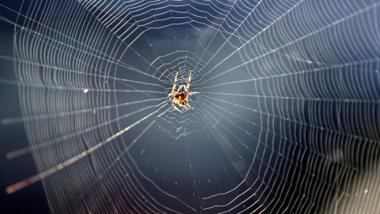 Wie entsteht ein Spinnennetz?
