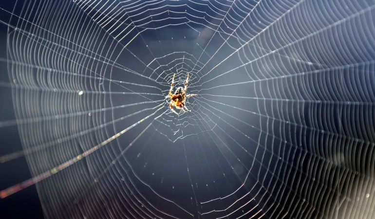 Wie entsteht ein Spinnennetz?
