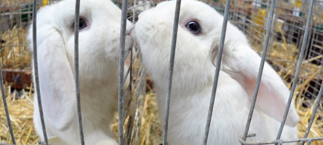 Haustier-Serie: Das Kaninchen