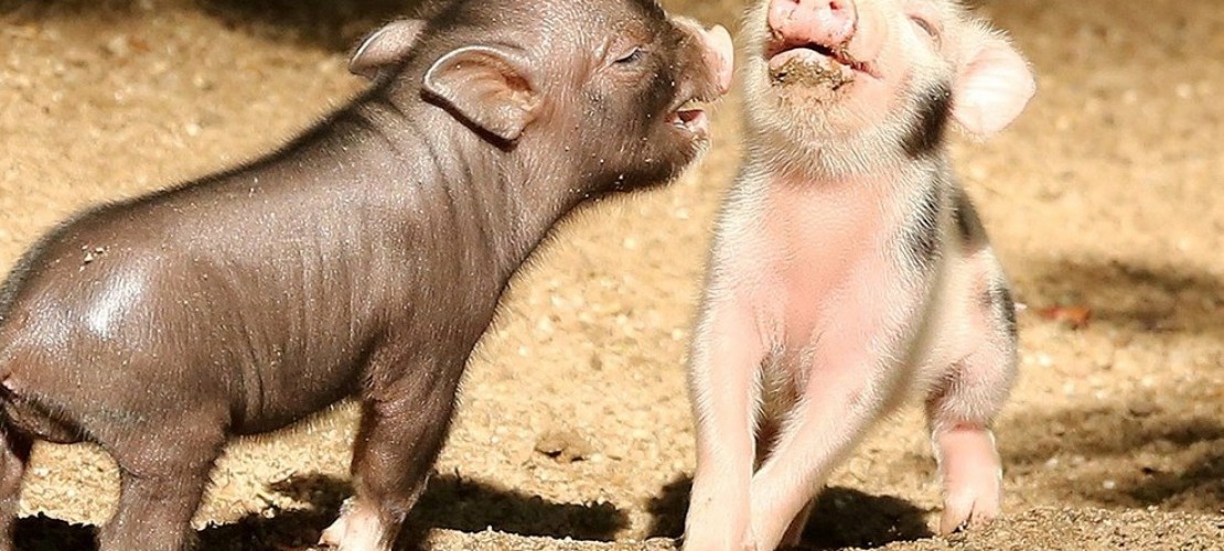 Mini-Schweinchen