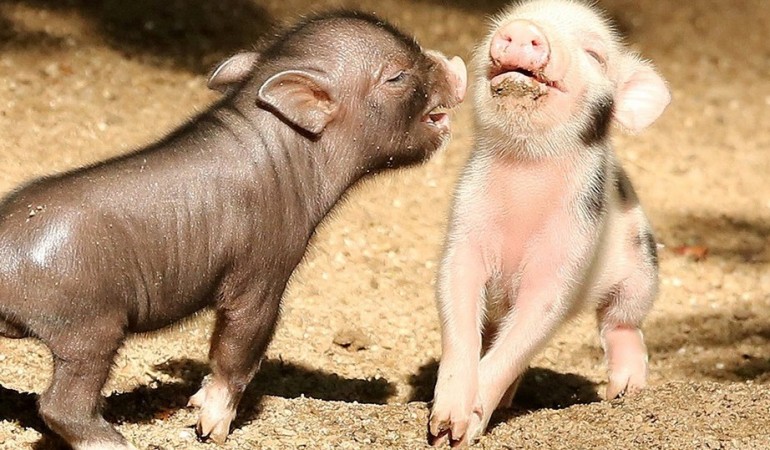 Mini-Schweinchen