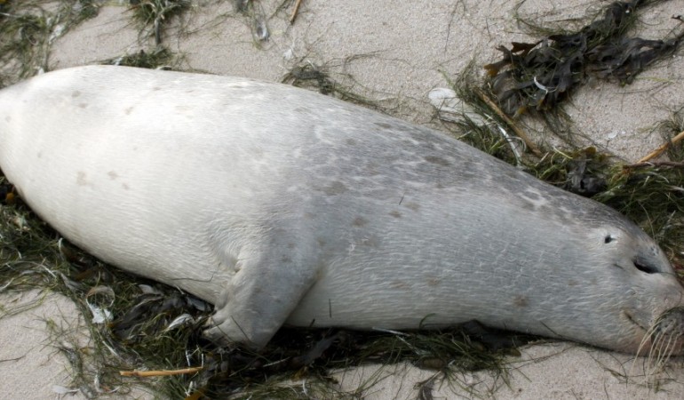 Warum sterben viele Seehunde?
