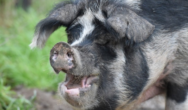 Was ist ein Linderöd-Schwein?