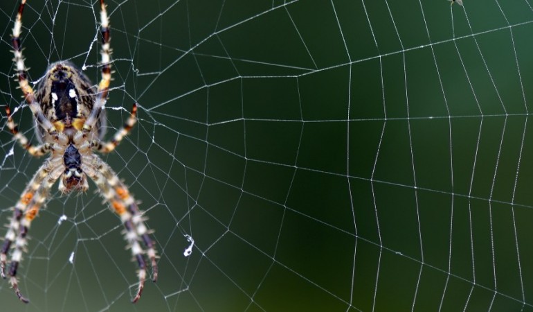 Wie spinnen Spinnen ihre Netze?