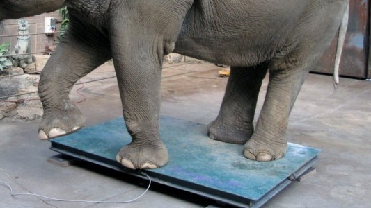 Wie wiegt man einen Elefanten?