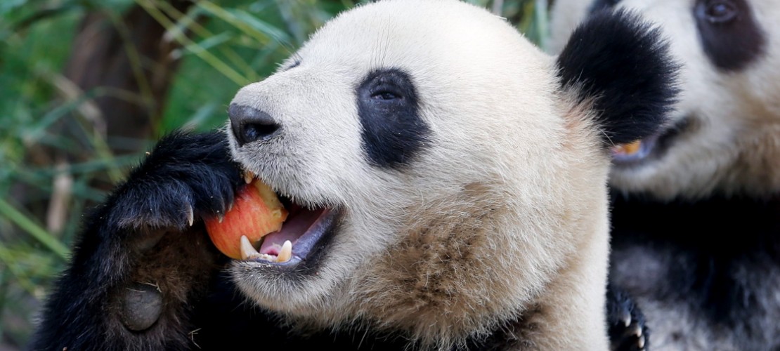 Viele Pandas in China haben die Krankheit Staupe