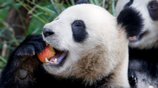Viele Pandas in China haben die Krankheit Staupe