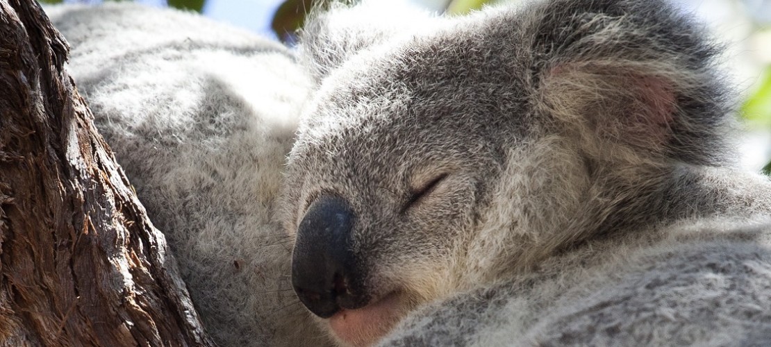 Ganz schön verpennt: Die meiste Zeit am Tag schlafen oder dösen Koalas. (Foto: dpa)