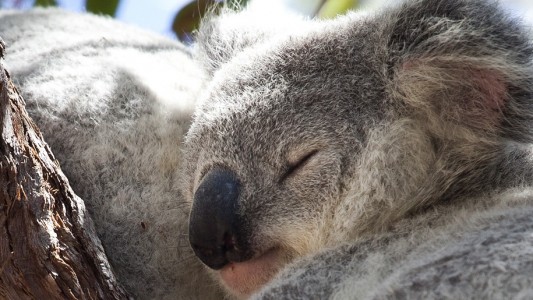 Ganz schön verpennt: Die meiste Zeit am Tag schlafen oder dösen Koalas. (Foto: dpa)