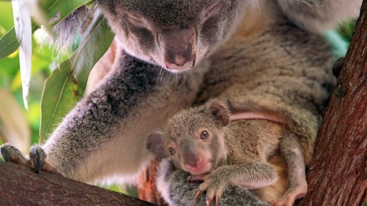 Koala-Babys werden im Beutel getragen