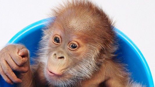 Das Orang-Utan-Baby Rieke wurde von seiner Mutter verstoßen. Jetzt wird es mit der Flasche großgezogen. (Foto: dpa)