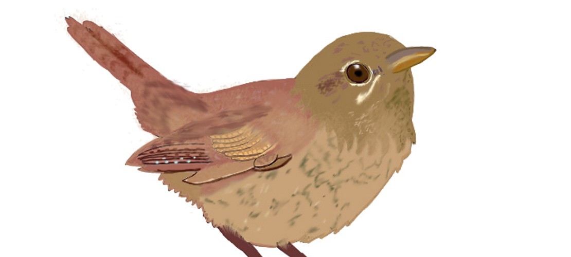 Mit Steckbriefen Vögel entdecken und bestimmen