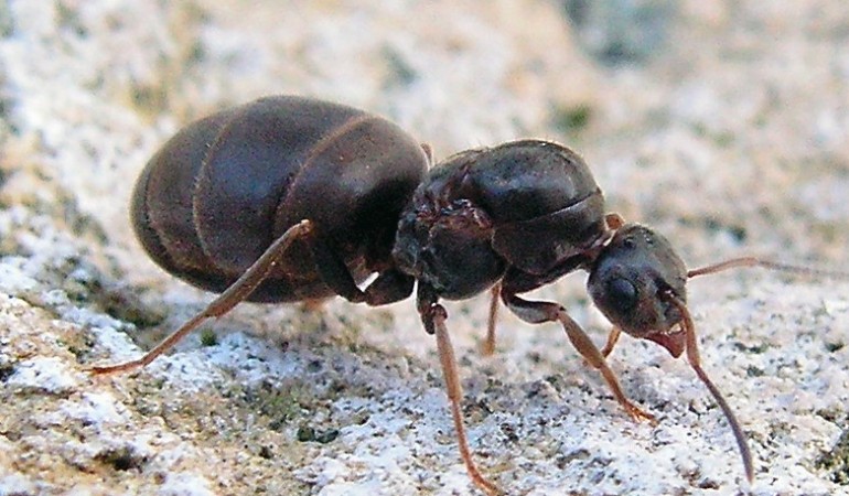 Ameisen sind eigentlich sehr saubere Tiere. Aber in ihren Nestern nutzen sie bestimmte Ecken, um dort ihr Geschäft zu machen. (Foto: dpa)