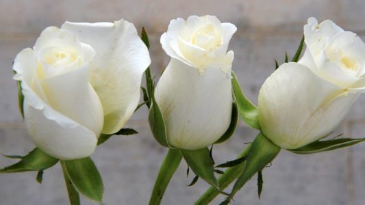 Weißen Rosen wurden zum Symbol für den Widerstand gegen das Naziregime Foto: dpa)