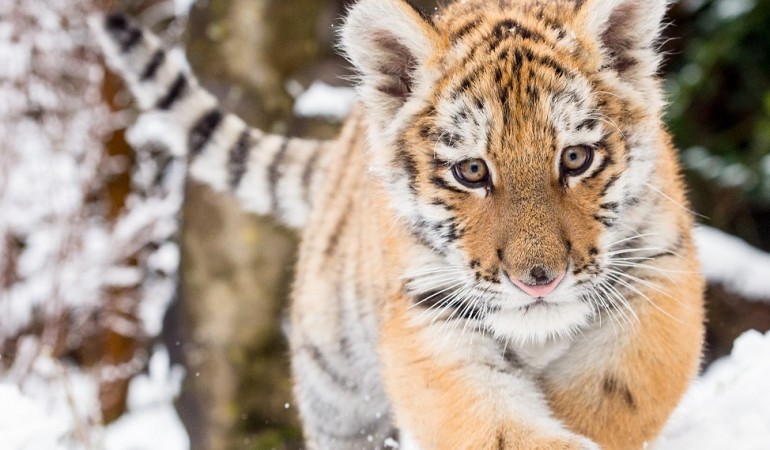 Dragan spielt im Schnee. In freier Natur leben Sibirische Tiger in sehr kalten Regionen. (Foto: dpa)