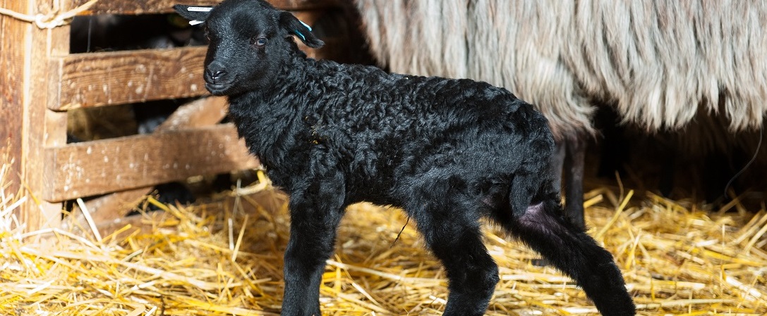 Dieses kleine Lamm wurde vor Kurzem in der Lüneburger Heide geboren. Dort kommen gerade viele Lämmer zur Welt. (Foto: dpa)