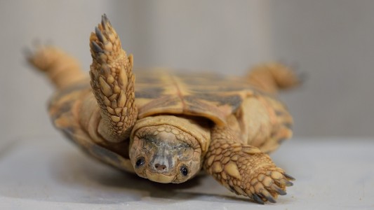 Schildkröten haben verschiedene Möglichkeiten, um sich wieder aufzurichten. (Foto: dpa)