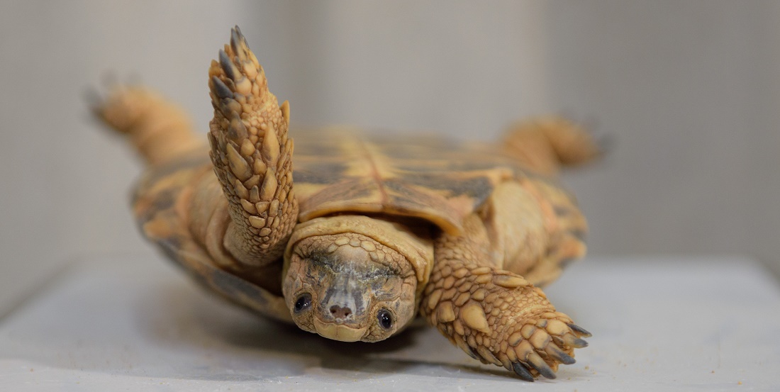 Schildkröten haben verschiedene Möglichkeiten, um sich wieder aufzurichten. (Foto: dpa)