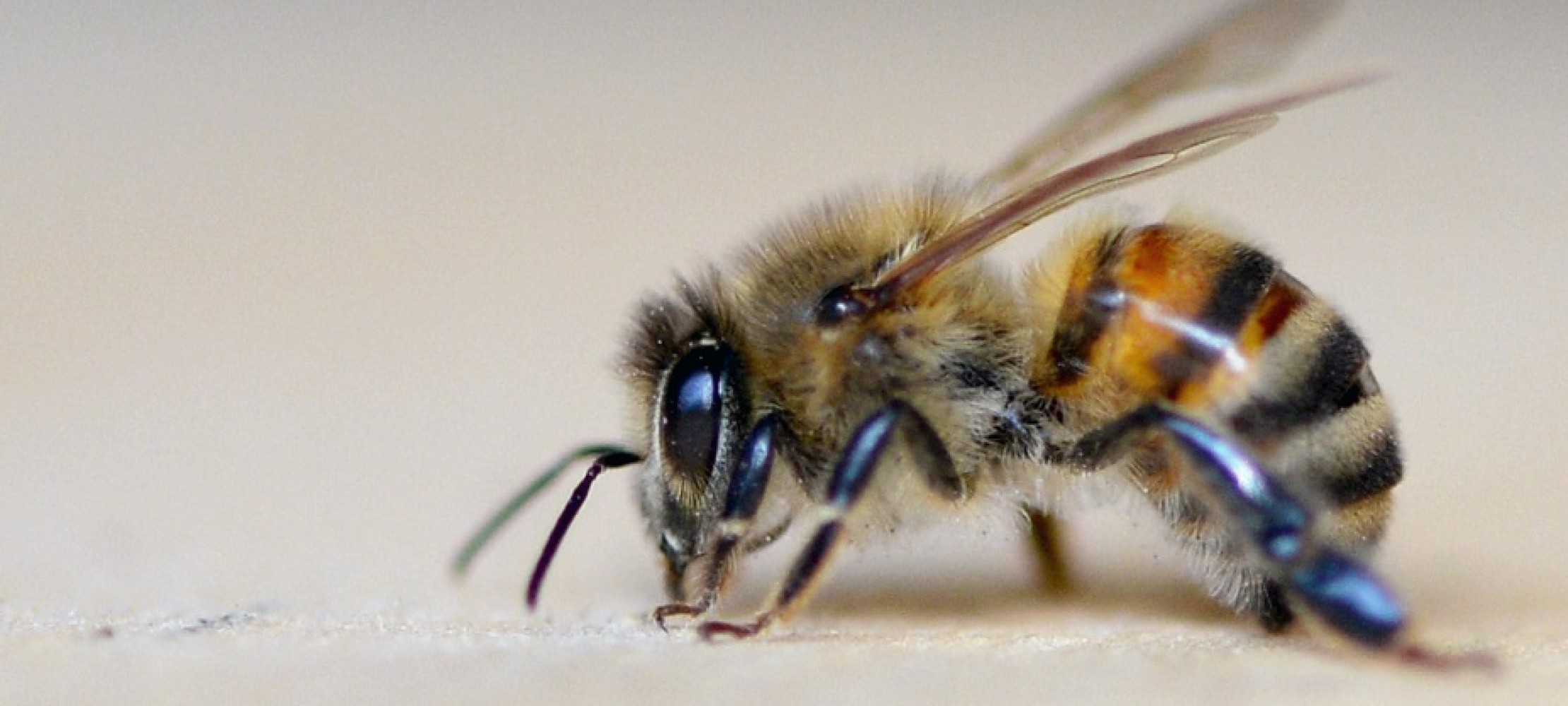 Was machen eigentlich Bienen im Winter? | Duda.news