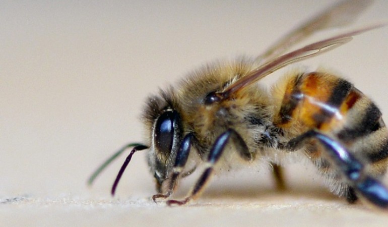 Wnterschlaf machen sie nicht. Aber Bienen ziehen sich im Winter in ihren Bienenstock zurück. (Foto: dpa)
