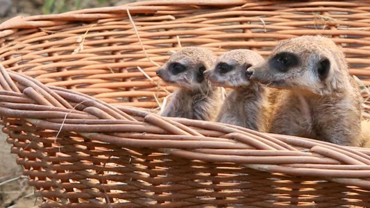 Süß! Vier kleine Erdmännchen worden im Kölner Zoo geboren. Hier seihst du drei von ihnen. (Foto: dpa)