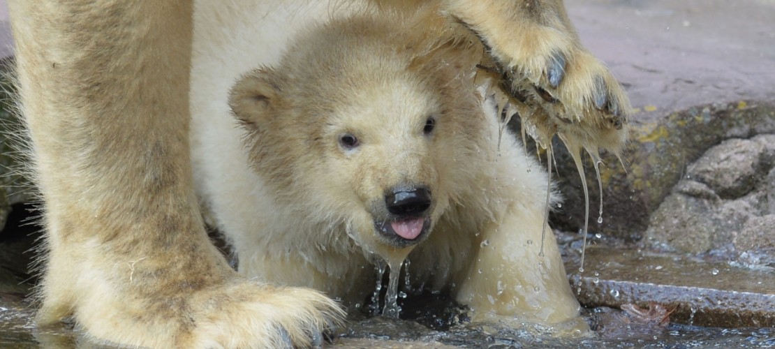 Die kleine Eisbärin Charlotte testet das Wasser in ihrem Zoo-Gehege. (Foto: dpa)