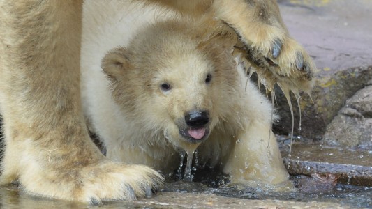 Die kleine Eisbärin Charlotte testet das Wasser in ihrem Zoo-Gehege. (Foto: dpa)