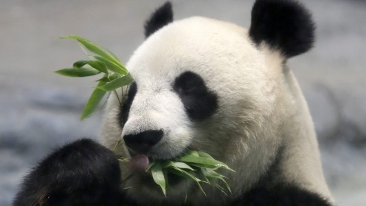 Gute Nachrichten aus China: Dort leben wieder mehr Pandas. (Foto: dpa)