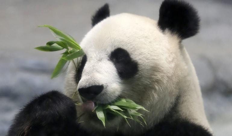 Gute Nachrichten aus China: Dort leben wieder mehr Pandas. (Foto: dpa)