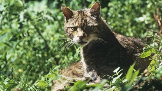 Wildkatzen streifen nun auch wieder durch die Wälder in Deutschland. (Foto: dpa)