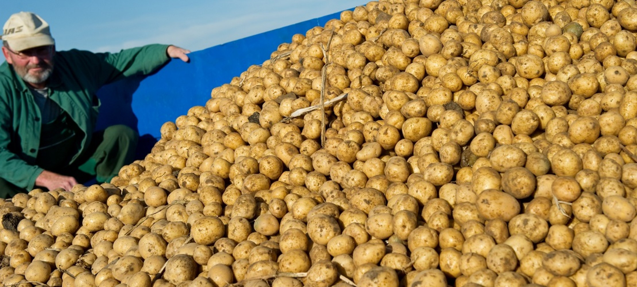 So kam die Kartoffel nach Deutschland | Duda.news