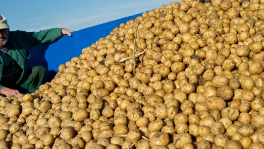 Heute sind Kartoffeln überall auf der Welt beliebt. Vor rund 400 Jahren war das aber nicht so. (Foto: dpa)