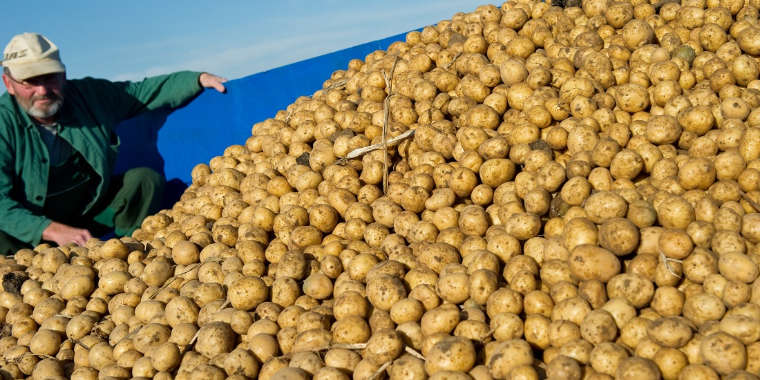 Heute sind Kartoffeln überall auf der Welt beliebt. Vor rund 400 Jahren war das aber nicht so. (Foto: dpa)