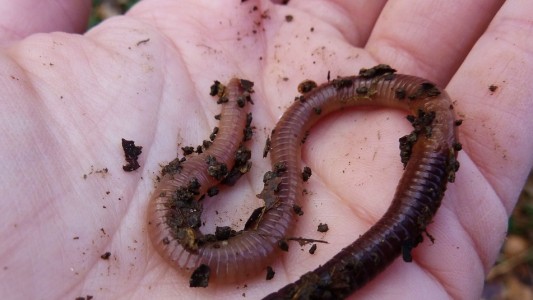 Was genau machen Regenwürmer eigentlich, wenn sie keiner sieht? (Foto: dpa)
