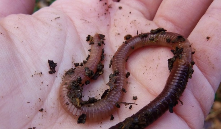 Was genau machen Regenwürmer eigentlich, wenn sie keiner sieht? (Foto: dpa)