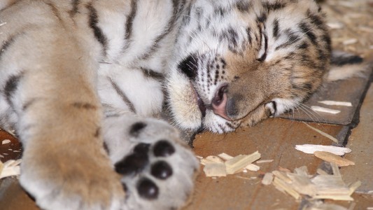 Das Tigerbaby Alisha. Bald soll sie in einen neuen Zoo ziehen. Dort soll das Tiger-Mädchen einen Tiger-Jungen kennenlernen. (Foto: dpa)