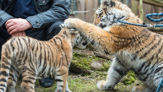 Hallo, du! Die Tigerkinder Dragan und Alisha im Zoo in Eberwalde. Bald sollen sie zusammen nach Berlin ziehen. (Foto: dpa)