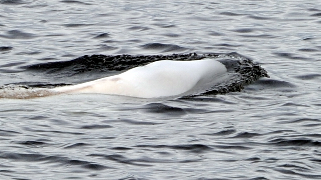 Belugas sind weiße Wale. Sie können knapp sieben Meter lang werden - so lang wie ein kleiner Bus. (Foto: dpa)