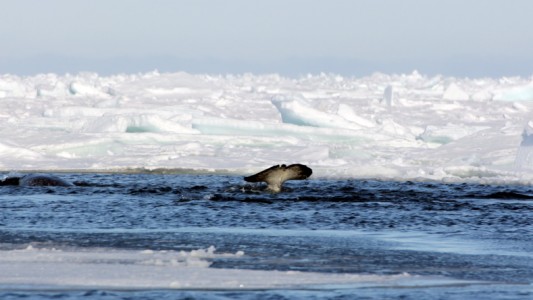 Manche Wale machen besondere Geräusche, um an Beute zu kommen. (Foto: privat/Jens Koblitz.)
