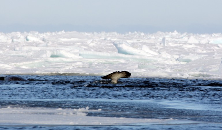Manche Wale machen besondere Geräusche, um an Beute zu kommen. (Foto: privat/Jens Koblitz.)