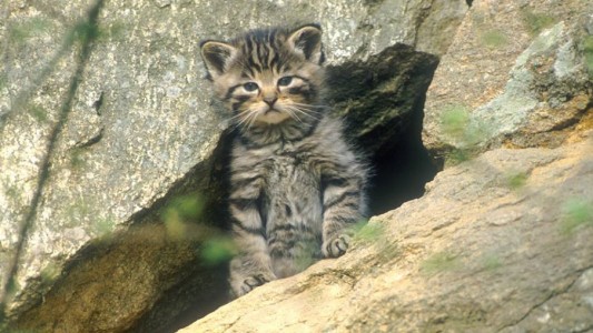 Wildkatzen sind die wilden Verwandten der Hauskatzen. (Foto: Delpho)