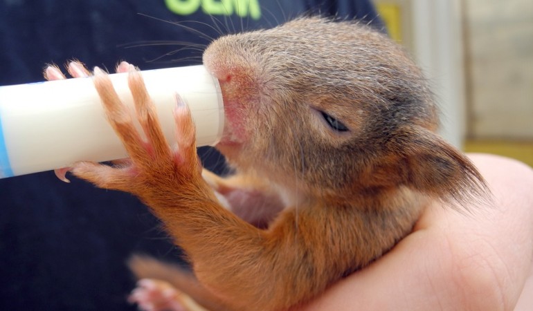 Ein Tierpfleger gibt dem Eichhörnchen-Baby seine Milch. (Foto: dpa)