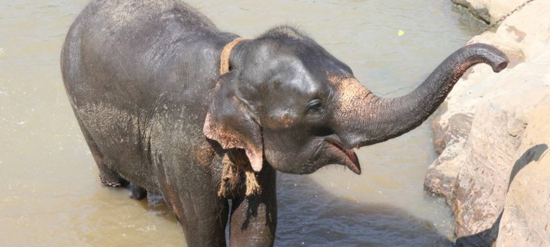 Zum Baden in den Fluss: Die Elefanten werden im Waisenhaus gewaschen. (Foto: Claudia Lehnen)